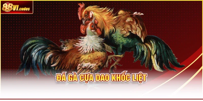 Đá gà cựa dao khốc liệt